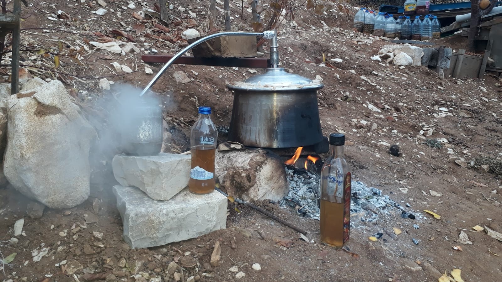 Doğa ile iç iye yaşıyor, kendi ilacını kendi üretiyor