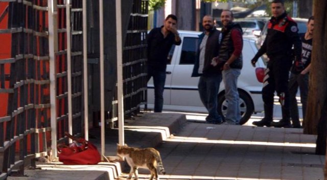 Şüpheli çantaya kedi müdahale etti! Şüpheli çantaya kedi müdahale etti!