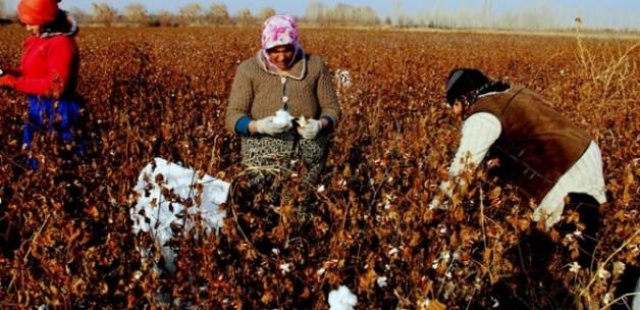 26 yıl sonra pamuk yetiştirildi 26 yıl sonra pamuk yetiştirildi