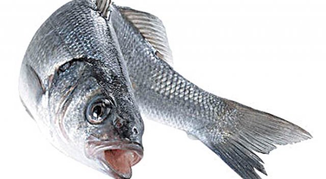 Devlet desteği kesti levreğin önü açıldı Devlet desteği kesti levreğin önü açıldı