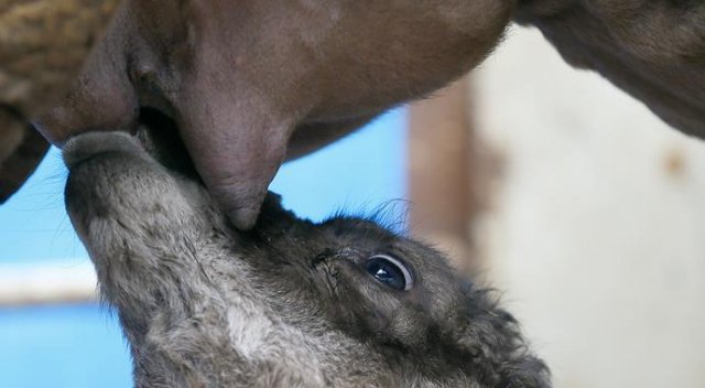 Litresi 50 lira olan deve sütü yok satıyor