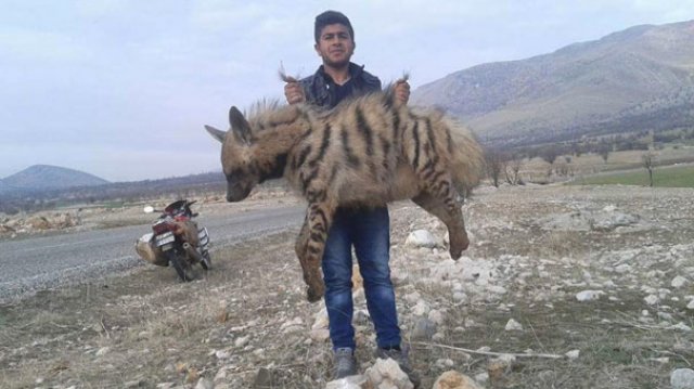 Otomobilin çarptığı çizgili sırtlan öldü Otomobilin çarptığı çizgili sırtlan öldü