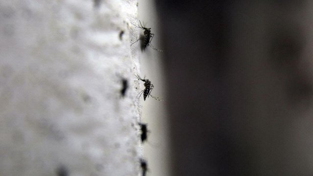 Sağlık Bakanlığından Zika virüsü broşürü