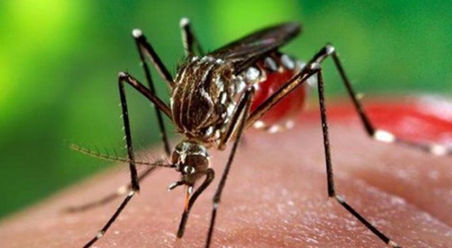 Zika aşısı için ilk adım atıldı Zika aşısı için ilk adım atıldı