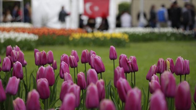İsviçre'yi Türk laleleri süsledi