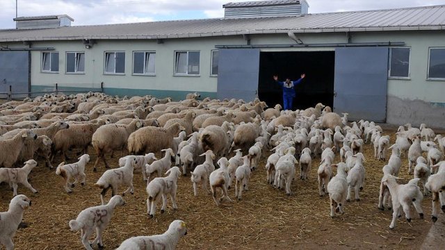 Kangal koyununa talep artıyor