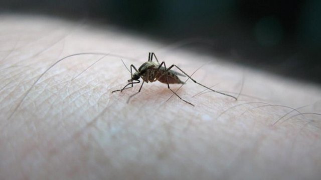 Singapur'da ilk Zika virüsü vakası Singapur'da ilk Zika virüsü vakası