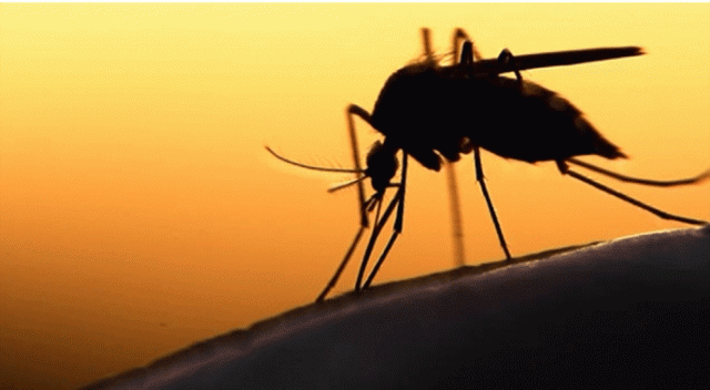 Bebeklerde Zika virüsüne dikkat!
