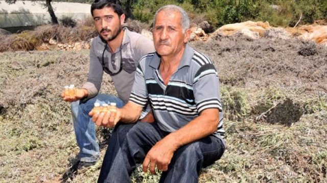 Kimsenin umursamadığı bitkiden servet kazandı Kimsenin umursamadığı bitkiden servet kazandı