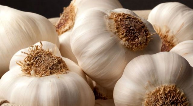 Sarımsak kürü o soruna çare oluyor