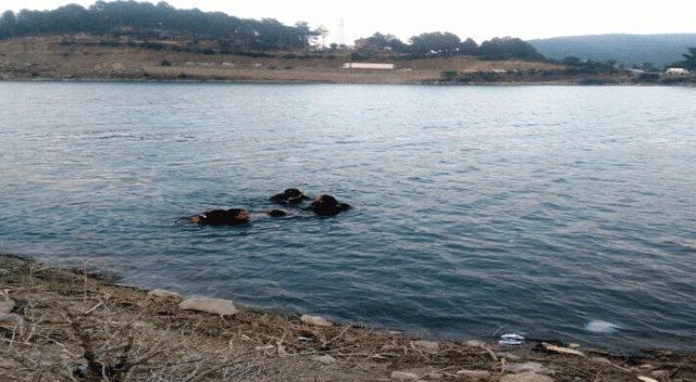 Serinlemek için girdiği baja gölünde boğuldu Serinlemek için girdiği baja gölünde boğuldu