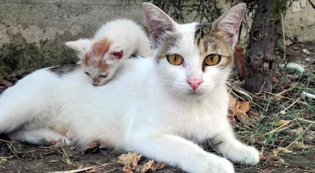 Antalya'da kedi katliamı! Antalya'da kedi katliamı!