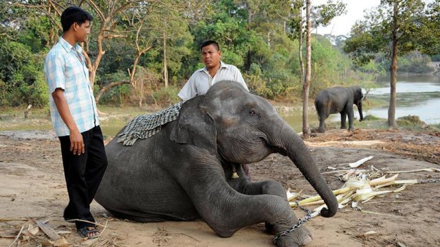Bangladeş'te sel sularından kurtarılan fil öldü Bangladeş'te sel sularından kurtarılan fil öldü