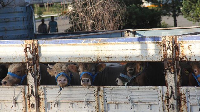 Besiciler Kurban Bayramı'ndan umutlu Besiciler Kurban Bayramı'ndan umutlu