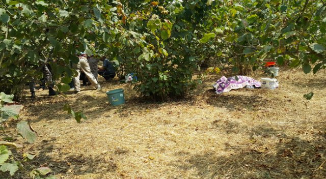 Fındık yüzünden anne ve ablasını öldürdü
