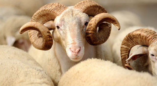 Halktan topladıkları kurbanı kesmeyip karkas et almışlar Halktan topladıkları kurbanı kesmeyip karkas et almışlar
