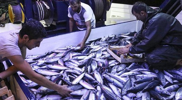 'Palamut bolluğu devam edecek' 'Palamut bolluğu devam edecek'