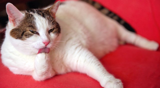 11 kiloluk obez kedi diyetle zayıflayacak 11 kiloluk obez kedi diyetle zayıflayacak