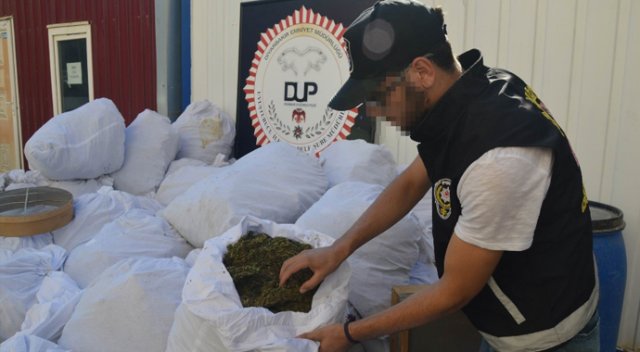 700 kilo esrar, 4 bin 577 kök kenevir!