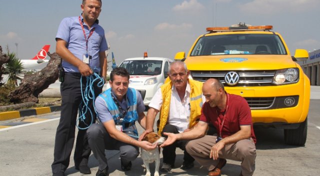 Apronda kaybolan köpek ekipleri alarma geçirdi Apronda kaybolan köpek ekipleri alarma geçirdi