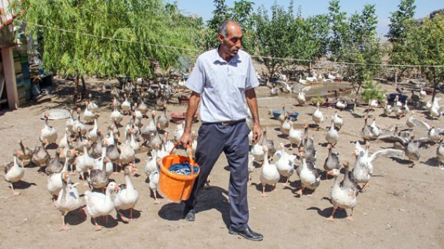 Babaevini kaz çiftliğine dönüştürdü