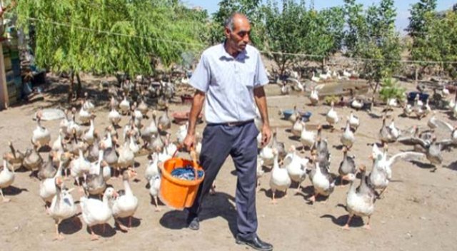 Babaevini kaz çiftliğine dönüştürdü Babaevini kaz çiftliğine dönüştürdü