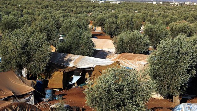 Barışın simgesi zeytin dalları Suriyelileri koruyor