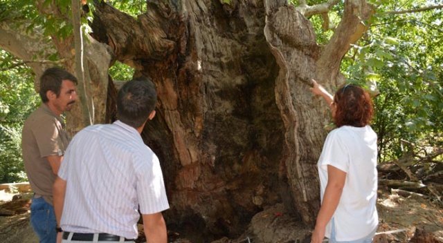 Bu ağaç bin 200 yıllık ağaç bakıma alındı Bu ağaç bin 200 yıllık ağaç bakıma alındı