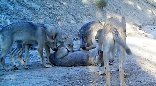 Burdur'da kurt sürüsü alarmı! Burdur'da kurt sürüsü alarmı!