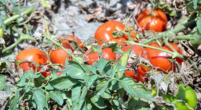 Fazla üretim domatese 'taban' yaptırdı Fazla üretim domatese 'taban' yaptırdı
