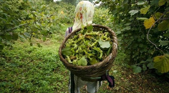 Fındık rekoltesindeki düşüş ihracata darbe vuracak Fındık rekoltesindeki düşüş ihracata darbe vuracak