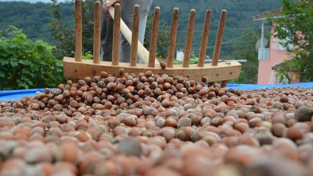 Fındık üreticileri taban fiyat istiyor Fındık üreticileri taban fiyat istiyor