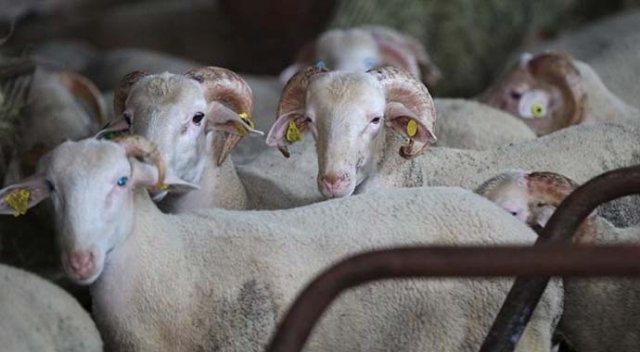 Gaziantep'te 'kurbanlık yakalama timi' kuruldu