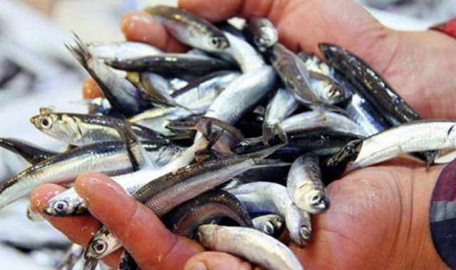 Hamsinin ilk gün fiyatı 15 lira