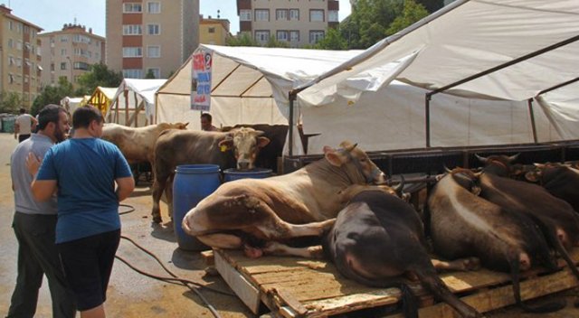 İstanbul&#039;da kurban fiyatları düştü