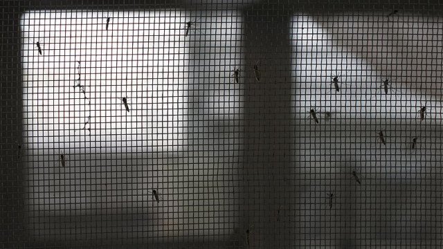 İsviçre'de Zika virüsü tehdidi İsviçre'de Zika virüsü tehdidi