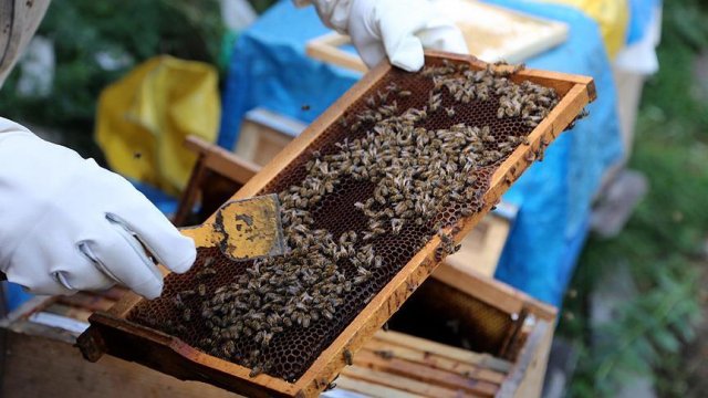 Kars&#039;ta sezonun ilk organik balı tezgahlarda yerini aldı