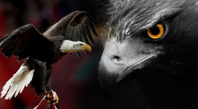 Kartalların çarpışması (Beşiktaş-Benfica) Kartalların çarpışması (Beşiktaş-Benfica)