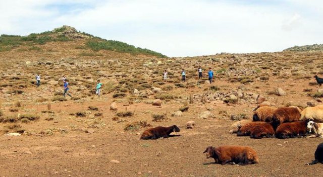 Kurtlar sürüye daldı, 31 kurbanlık telef oldu Kurtlar sürüye daldı, 31 kurbanlık telef oldu