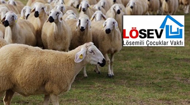 Lösev kurban bağışına yoğun ilgi