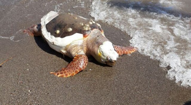 Marmaris&#039;te bir caretta carettanın boğazını kestiler