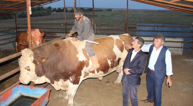 Şahin'i görenler şaşkına dönüyor! Şahin'i görenler şaşkına dönüyor!