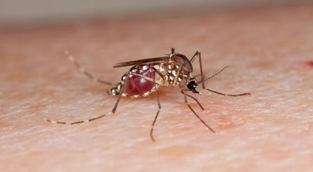 Zika virüsü körlüğe neden olabiliyor