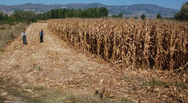 15 dönüm ekini hasat edip çaldılar