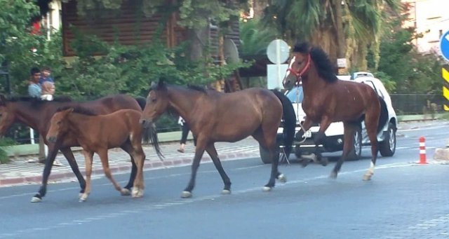 Atlar trafikte şahlanarak gidiyor Atlar trafikte şahlanarak gidiyor