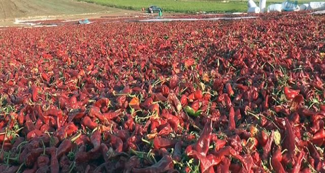 Gaziantep'te biber hasadı başladı, kent kırmızıya boyandı Gaziantep'te biber hasadı başladı, kent kırmızıya boyandı