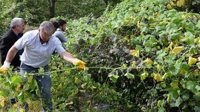 Karadeniz&#039;de büyük tehlike! &quot;İtdolanbacı&quot;nı salatalık sanıyorlar