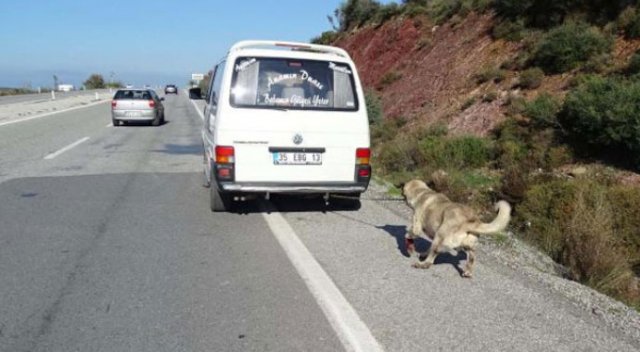 Köpeğe bu eziyeti yapan vicdansızlara ceza üstüne ceza! Köpeğe bu eziyeti yapan vicdansızlara ceza üstüne ceza!