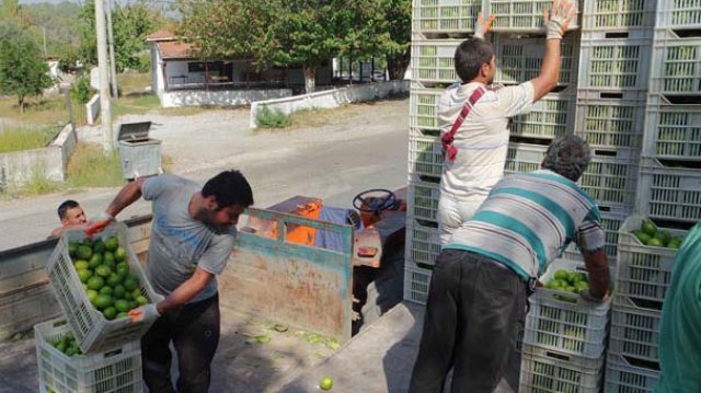 Nar üzdü, limon güldürdü Nar üzdü, limon güldürdü