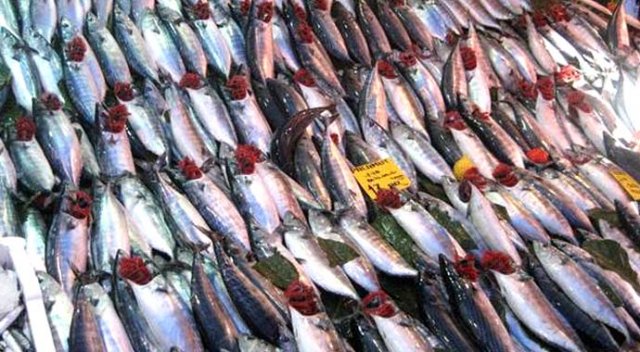 Palamut fiyatları yüz güldürüyor
